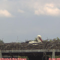 17_20-mast.jpg