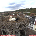 17_20-nest.jpg