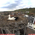 17_25-nest.jpg