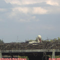 17_30-mast.jpg