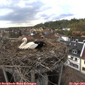17_30-nest.jpg