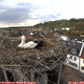 17_35-nest.jpg