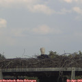 17_45-mast.jpg