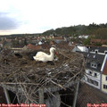 17_45-nest.jpg