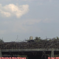 17_50-mast.jpg