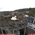17_50-nest.jpg