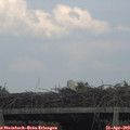 17_55-mast.jpg