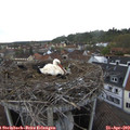 17_55-nest.jpg