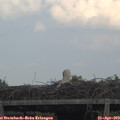 18_00-mast.jpg