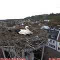 18_00-nest.jpg