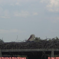 18_05-mast.jpg