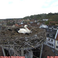 18_05-nest.jpg