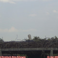 18_10-mast.jpg