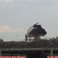 18_15-mast.jpg