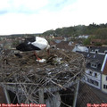 18_15-nest.jpg