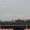 18_20-mast.jpg