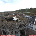 18_20-nest.jpg