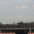 18_25-mast.jpg