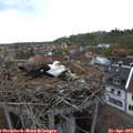 18_25-nest.jpg