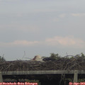 18_30-mast.jpg