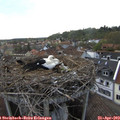 18_30-nest.jpg