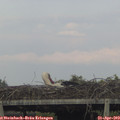 18_35-mast.jpg
