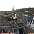 18_40-nest.jpg