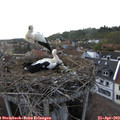 18_45-nest.jpg