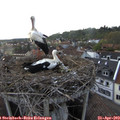 18_50-nest.jpg
