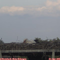 19_00-mast.jpg