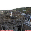 19_05-nest.jpg