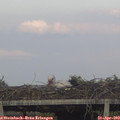 19_10-mast.jpg