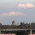 19_15-mast.jpg