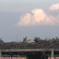 19_20-mast.jpg