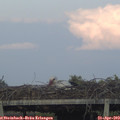 19_25-mast.jpg