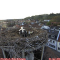 19_25-nest.jpg
