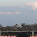 19_30-mast.jpg