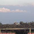 19_35-mast.jpg
