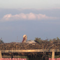 19_40-mast.jpg