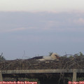 19_45-mast.jpg