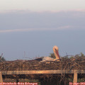 19_50-mast.jpg