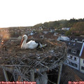 19_50-nest.jpg