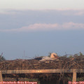 19_55-mast.jpg