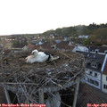 20_00-nest.jpg