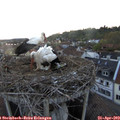 20_15-nest.jpg