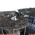 06_20-nest.jpg