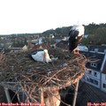 06_25-nest.jpg