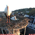 06_30-nest.jpg