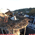 06_35-nest.jpg