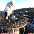 06_45-nest.jpg